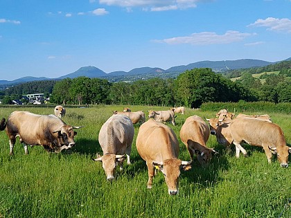 Balade à la ferme : Gaec des Volcans