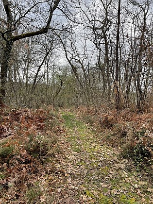 Forêt du landais