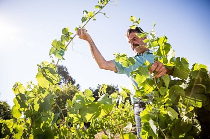 Visite guidée de la vigne au verre - Domaine Landron Chartier