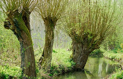 Les saules tetard