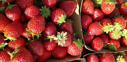 Les Fraises de Marine & Pierre