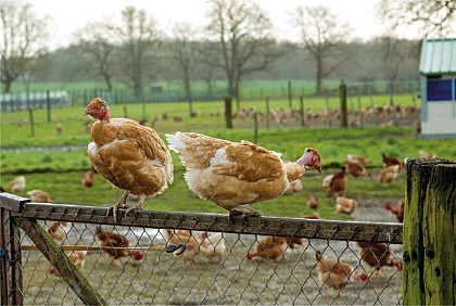 Les Volailles Fermières de Lavausseau