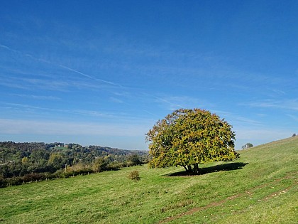 L'arbre de l'Innocent