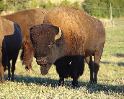 Randals Bison - western breeding