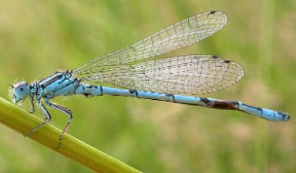 Le Marais du petit Mas