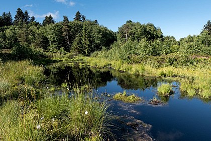 Tourbière de font blanche