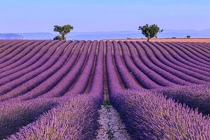 Plateau de Valensole