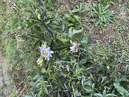 Chalet en bois Le Châtaignier "Les 3 Châtaignes"