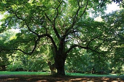 La Châtaigneraie Parlycoise