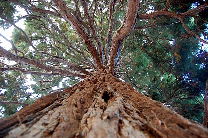 Jardin de la médiathèque Jean-Christophe Rufin