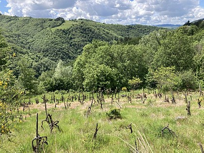 La culture du vin : ancienne richesse de Campouriez