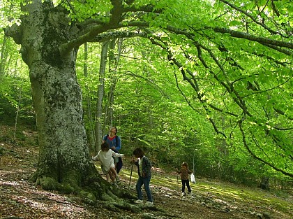 To beech or not to beech