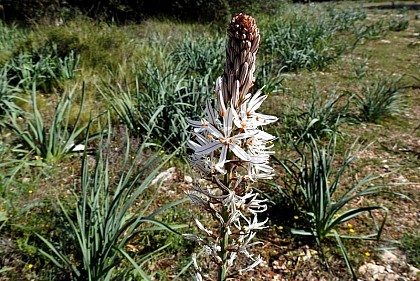 Elle ne craint pas le feu !