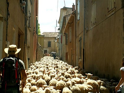 La transhumance