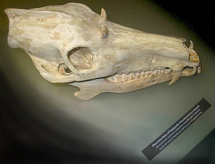 Le Phacomochoerus