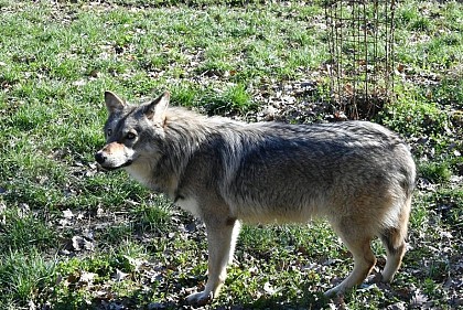 Canis Lupus