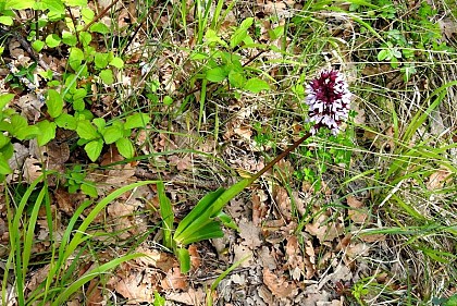 Orchis purpurea