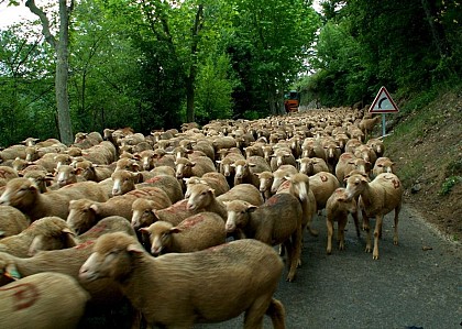 Le maire aboie mais la caravane passe