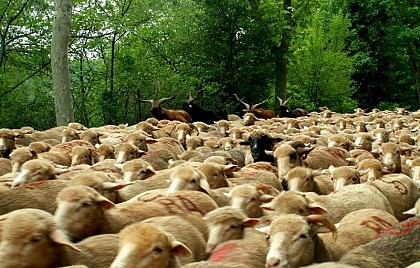 La transhumance