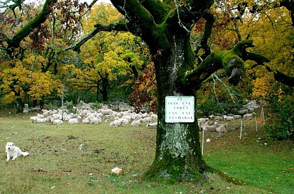 Le sylvo-pastoralisme