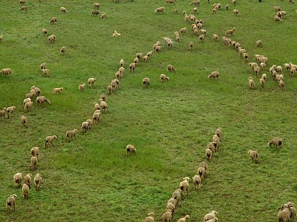 Contre les maladies des troupeaux