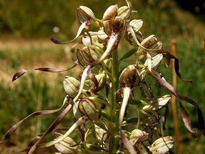 L'orchis Bouc à une odeur de bouc