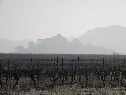 Le cycle de la vigne