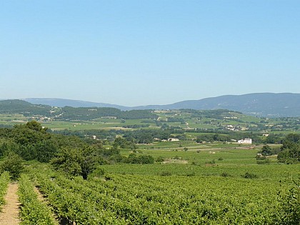 La vie est douce à l'ombre des platanes...