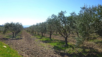 "Cucuron-les-Olivettes"