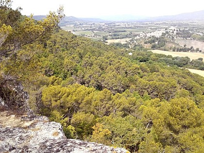 Pinèdes, propices aux feux rapides !