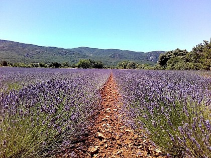 Lavender or lavandins?