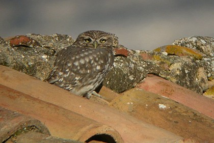 Des nichoirs pour Athéna