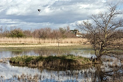 La Réserve naturelle nationale de Camargue