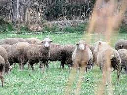 La Crau, terre de moutons