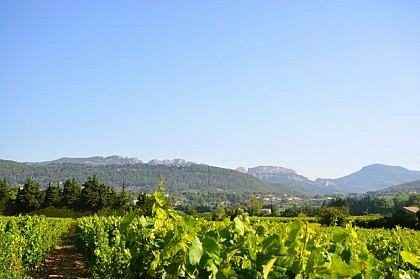 Panorama des Dentelles de Montmirail