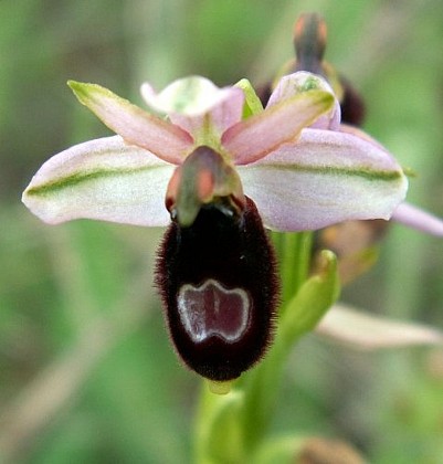 Ophrys où orchis ?