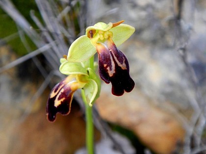 L'ophrys de la fête