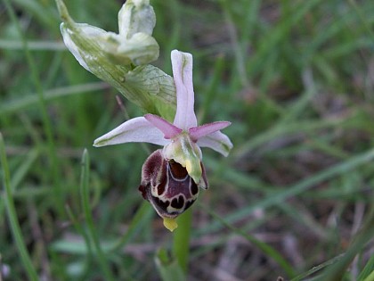 Méconnues, mais connues