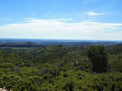 Garrigue