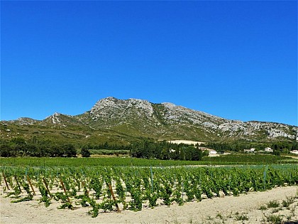 Opies view