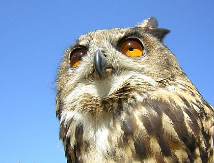 The Eurasian eagle owl
