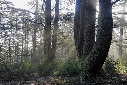 De l'Atlas ou du Liban ?