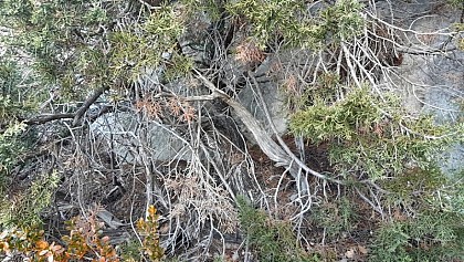 From Matorral (shrubland) to Phoenician juniper