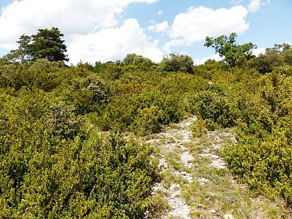 Boxwood: Yesterday's fertiliser