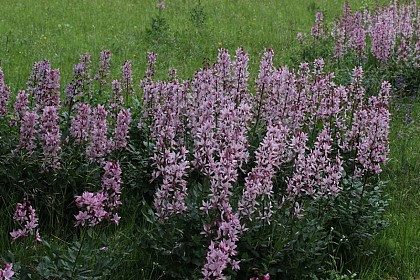 Fraxinella or "Burning bush"