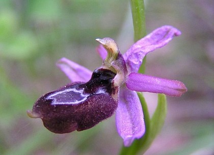 Ophrys of Sarato