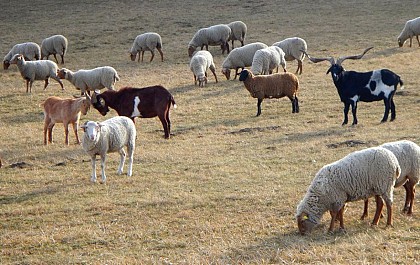 Pastoralisme et biodiversité
