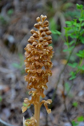 La néottie nid d'oiseau