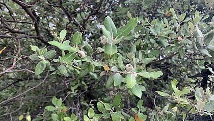 Du houx ou du chêne ?