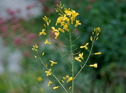Biodiversité et activités de loisirs